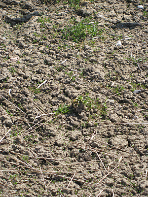 pansy unmulched